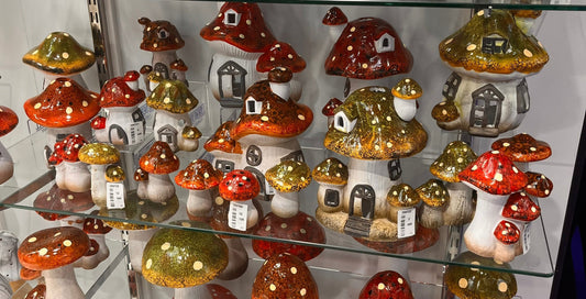 We Went Treasure Hunting (and brought back shrooms)!